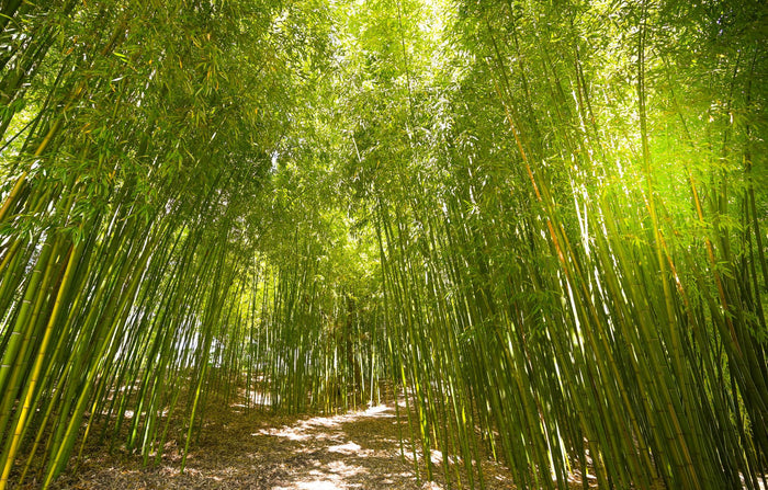 Bamboo forest with sunlight filtering through the leaves