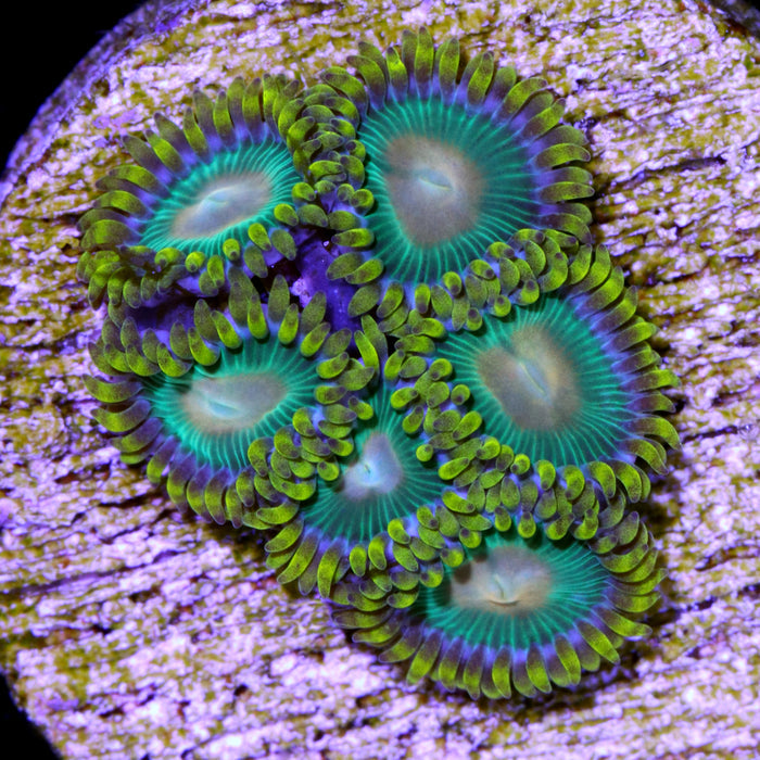 Green Bay Packer Zoanthids