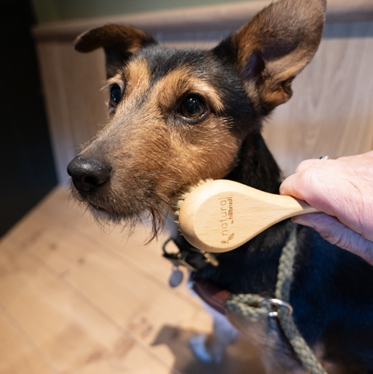 Hillbrush Natural Bristle Pet Brush | FSC Beechwood, Made in Britain