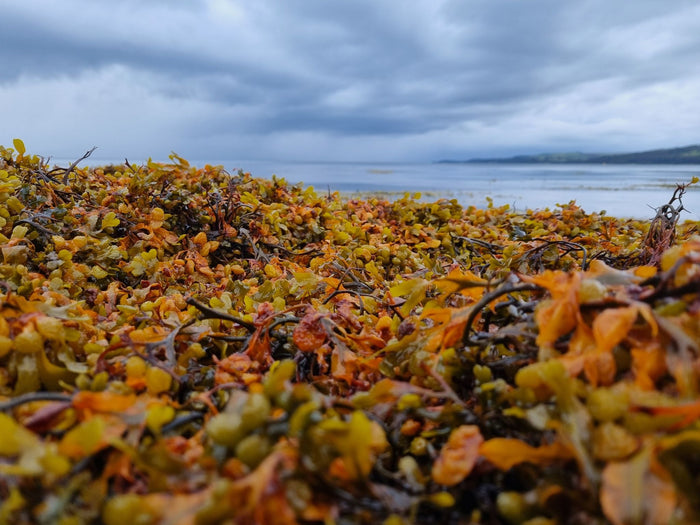 Beach on Lewis thickly strewn with bladderwrack seaweed.