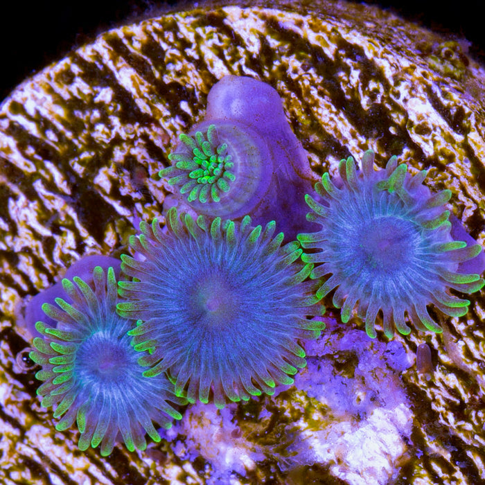 Vivid's Blue Crush Zoanthid