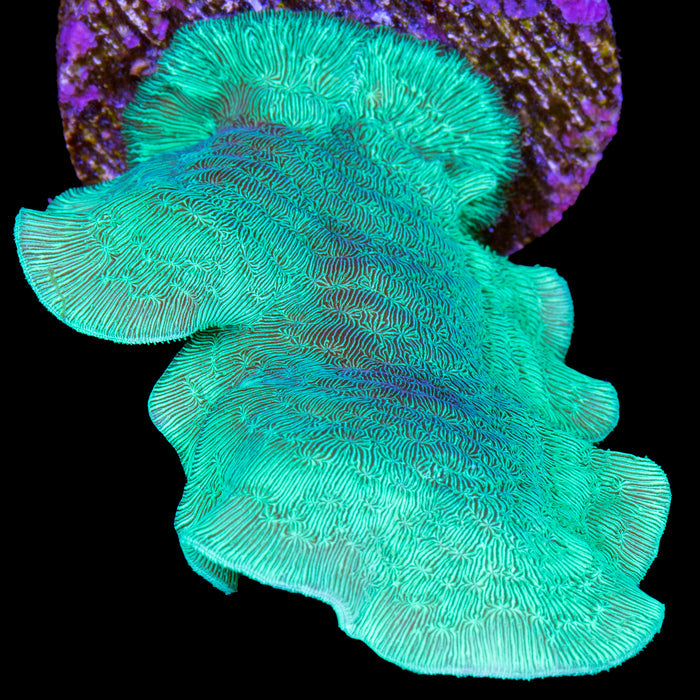 Vivid's Green Branching Pavona Coral