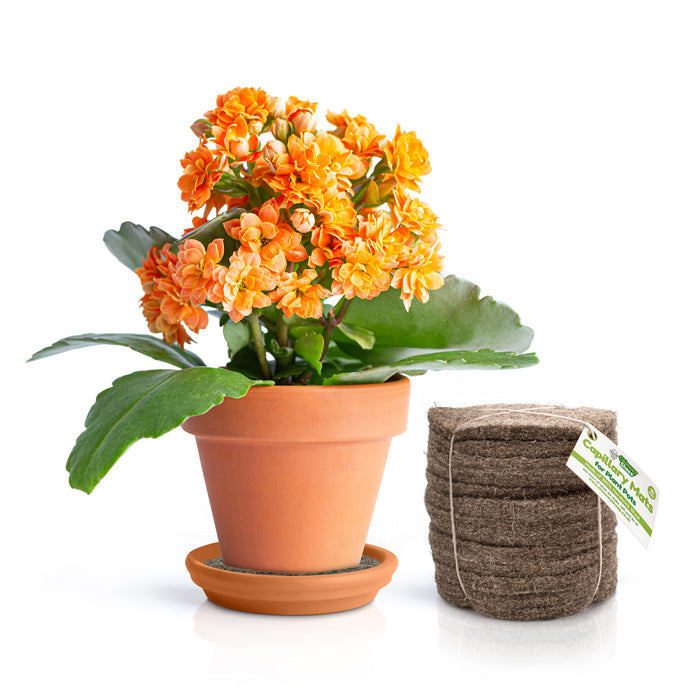 100% natural capillary mats for plants - pack of 10 stood next to a plant pot.