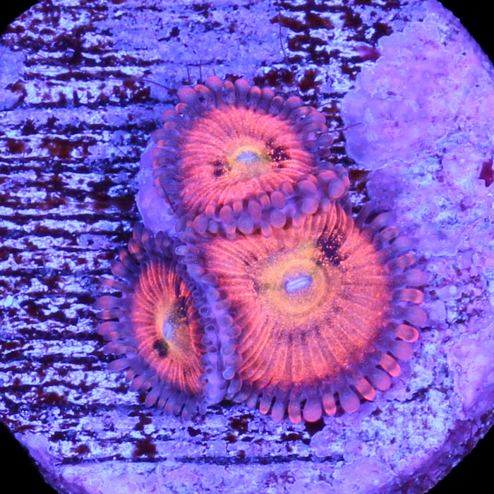 Halle Berry Zoanthids