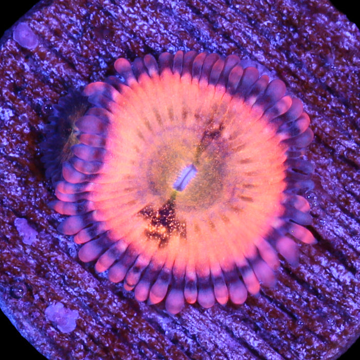 Halle Berry Zoanthids