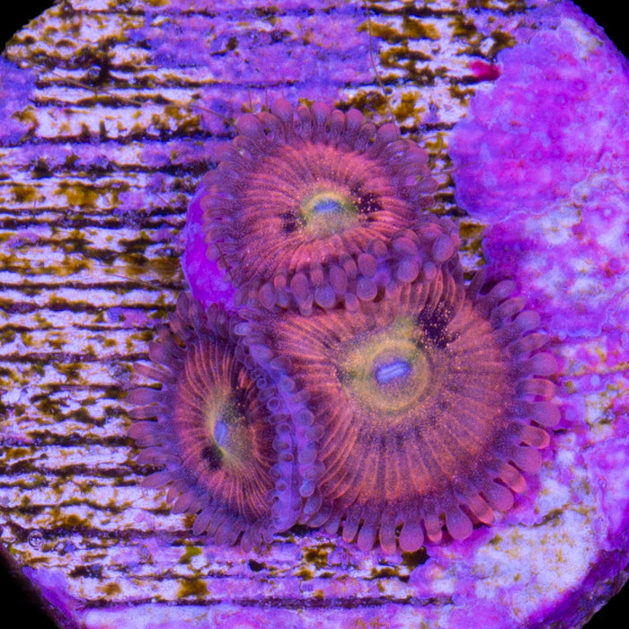 Halle Berry Zoanthids