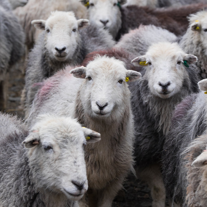Flock of Herdwick sheep smiling