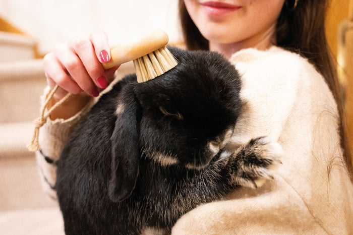 Hillbrush Natural Bristle Pet Brush | FSC Beechwood, Made in Britain