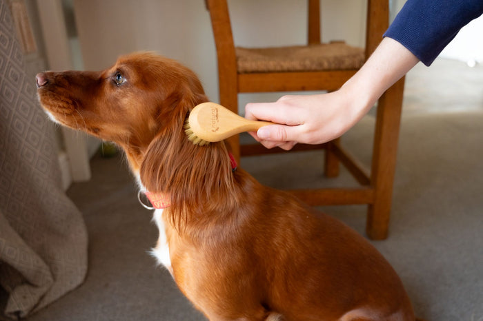 Hillbrush Natural Bristle Pet Brush | FSC Beechwood, Made in Britain