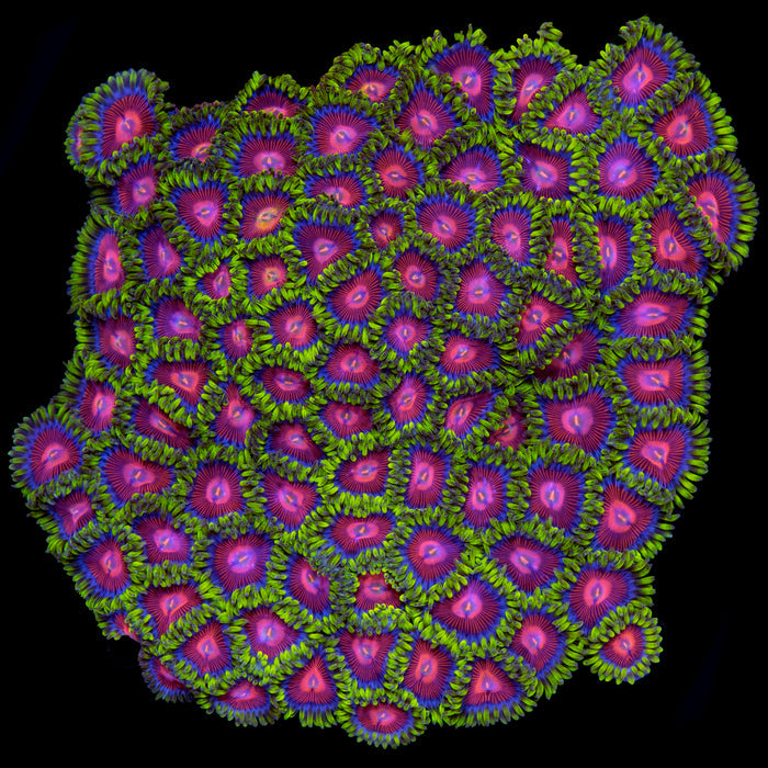 Iron Man Zoanthids