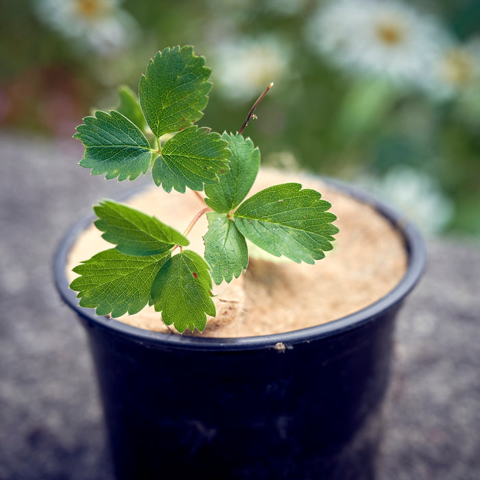 jute mulch mat in plant pot