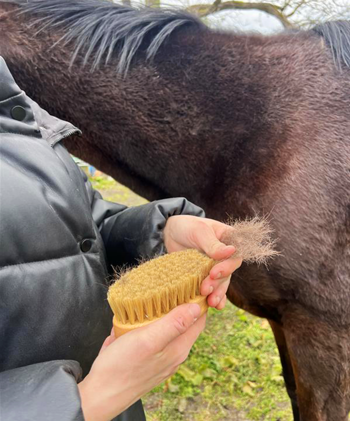 Horse brush with natural stiff bristles grooming bay horse taking out lots of fluff