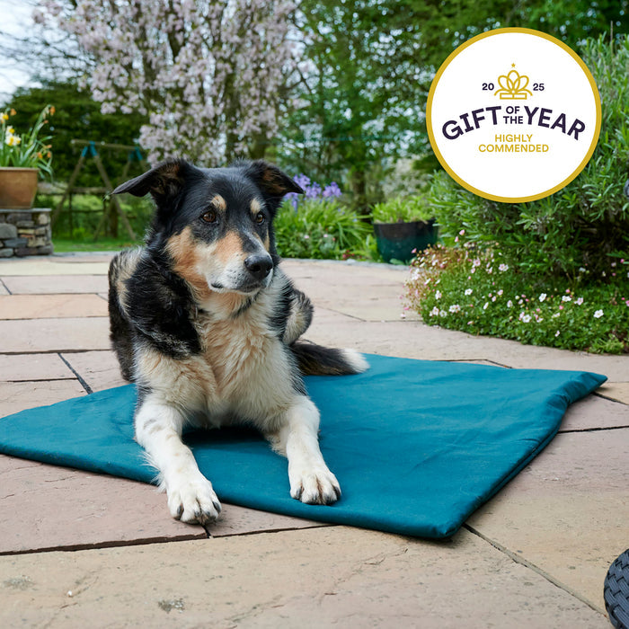 Dog lying on a blue mat outdoors with a 'Gift of the Year' award badge.