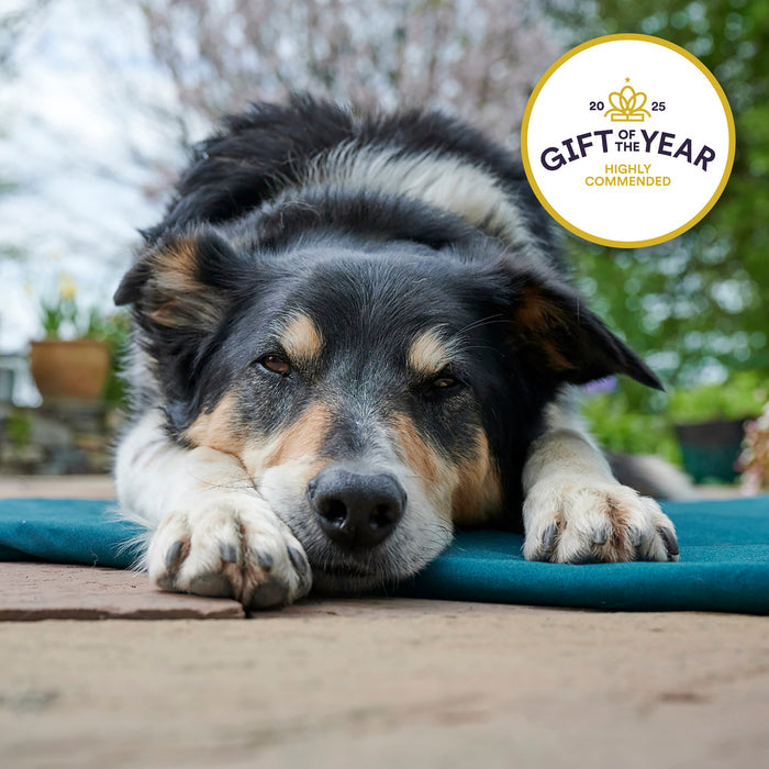Dog lying on a organic fabric + wool core mat with a 'Gift of the Year' award badge in the corner.