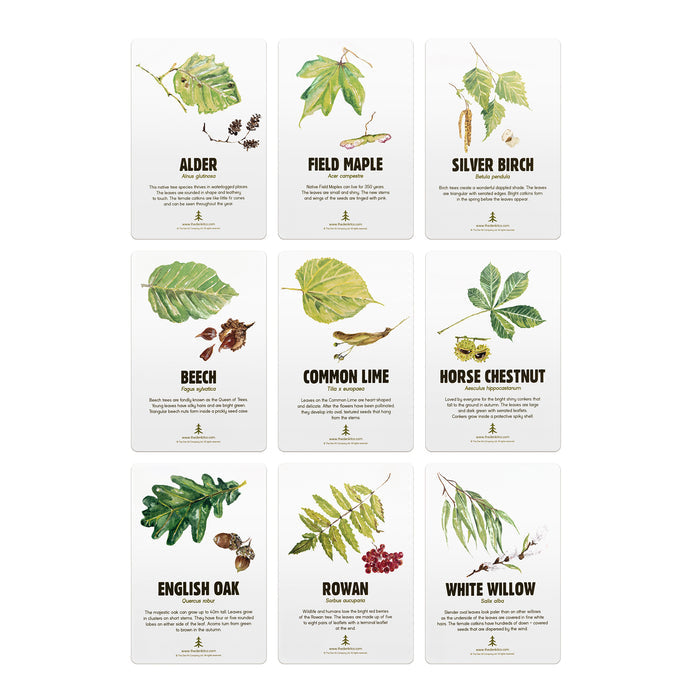Tree identification cards, including all rare and common British tree species