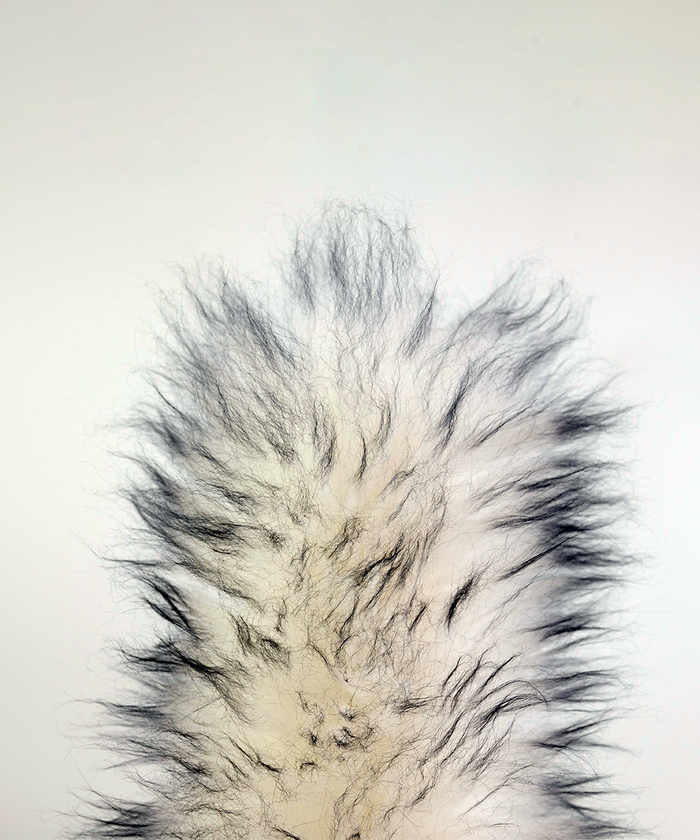Closeup of soft wool head with fine wool fibres on lambswool duster