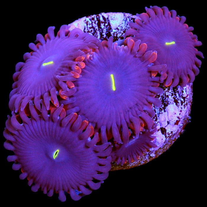 Red People Eater Zoanthids