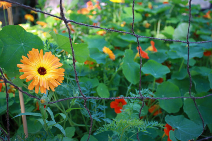 Close up of wool and rubber trellis with flowers in the background.