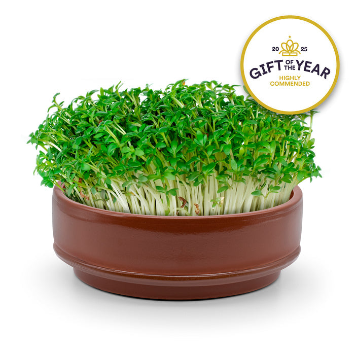 terracotta microgreen grower with fresh green microgreens and 'Gift of the Year' award badge on a white background